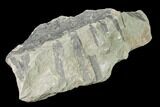 Fossil Lycopod Tree Root (Stigmaria) - Kentucky #143720-2